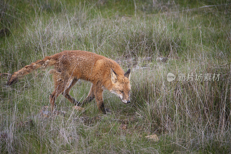 红狐(Vulpes Vulpes)